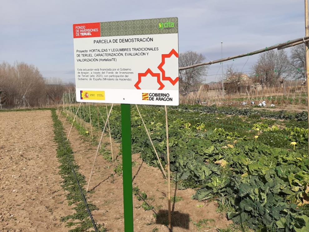 Parcela de ensayo del proyecto Hortaliza-Te, centrado en hortalizas y legumbres tradicionales de Teruel.