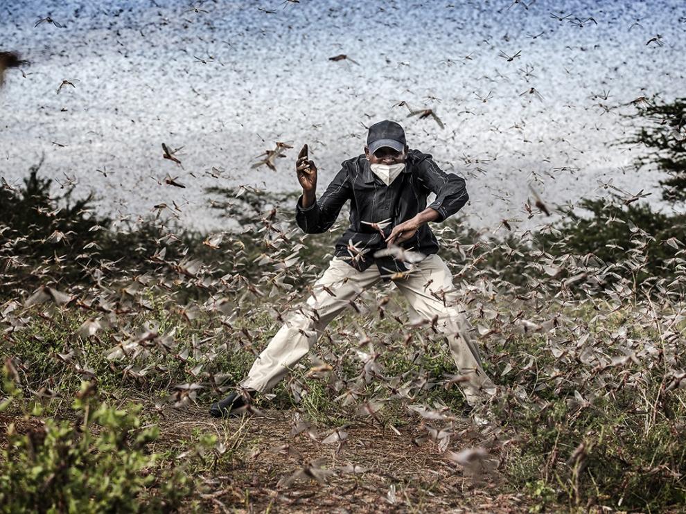Luis Tato opta al máximo galardón con una fotografía sobre la mayor plaga de langostas del desierto keniano en 70 años