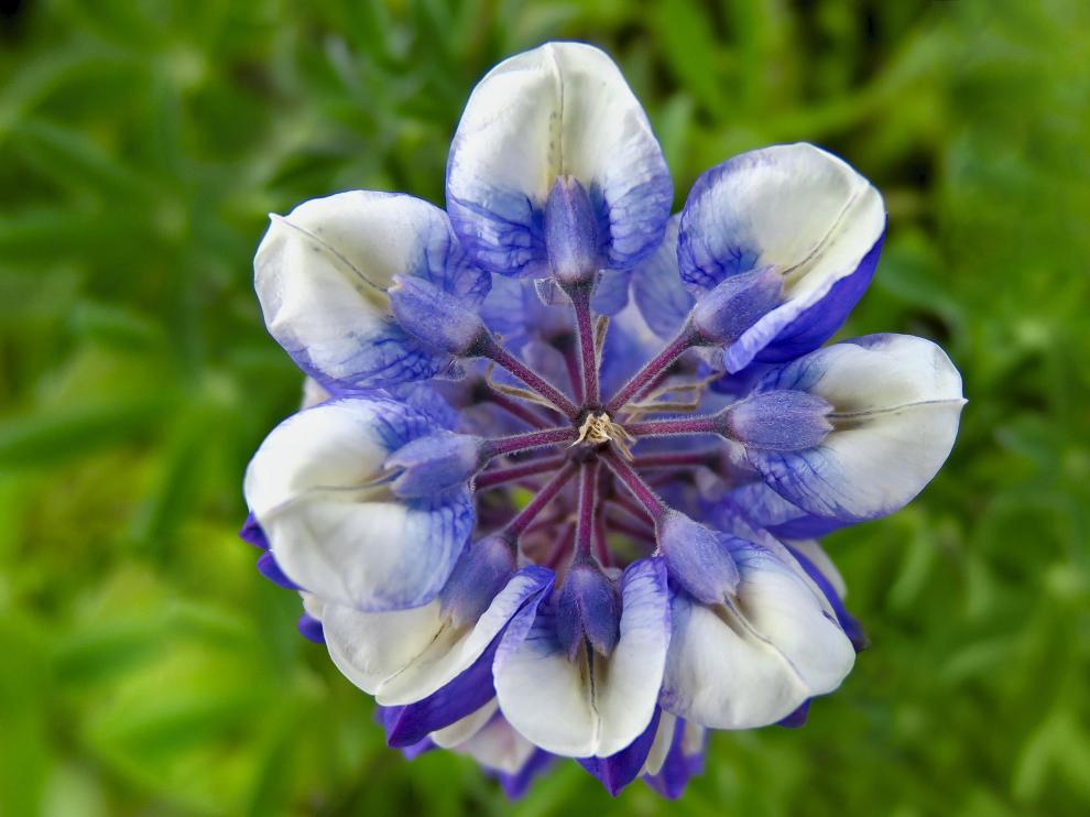 Ángulos, giros, hélice. Lupinus Nootkatensis. Ua imagen de Pilar Moreno en la exposición 'Geometría Natural'.