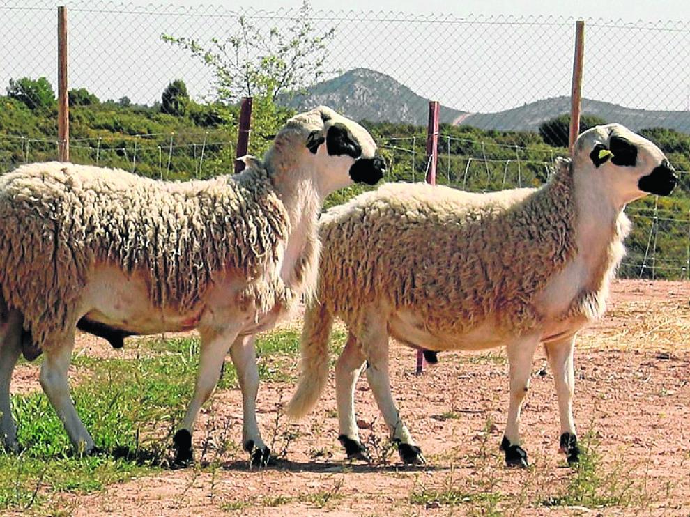 La oveja Ojinegra está incluida en la IGP Ternasco de Aragón.