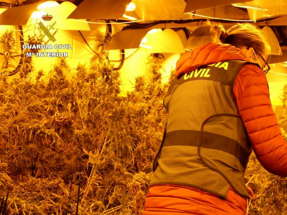 La Guardia Civil descubre 2.600 plantas de marihuana en tres naves cerca de Zaragoza