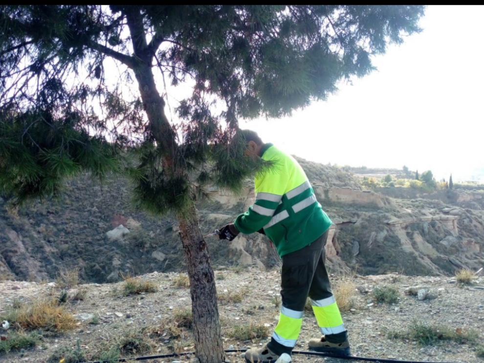 Reforestación en Fraga