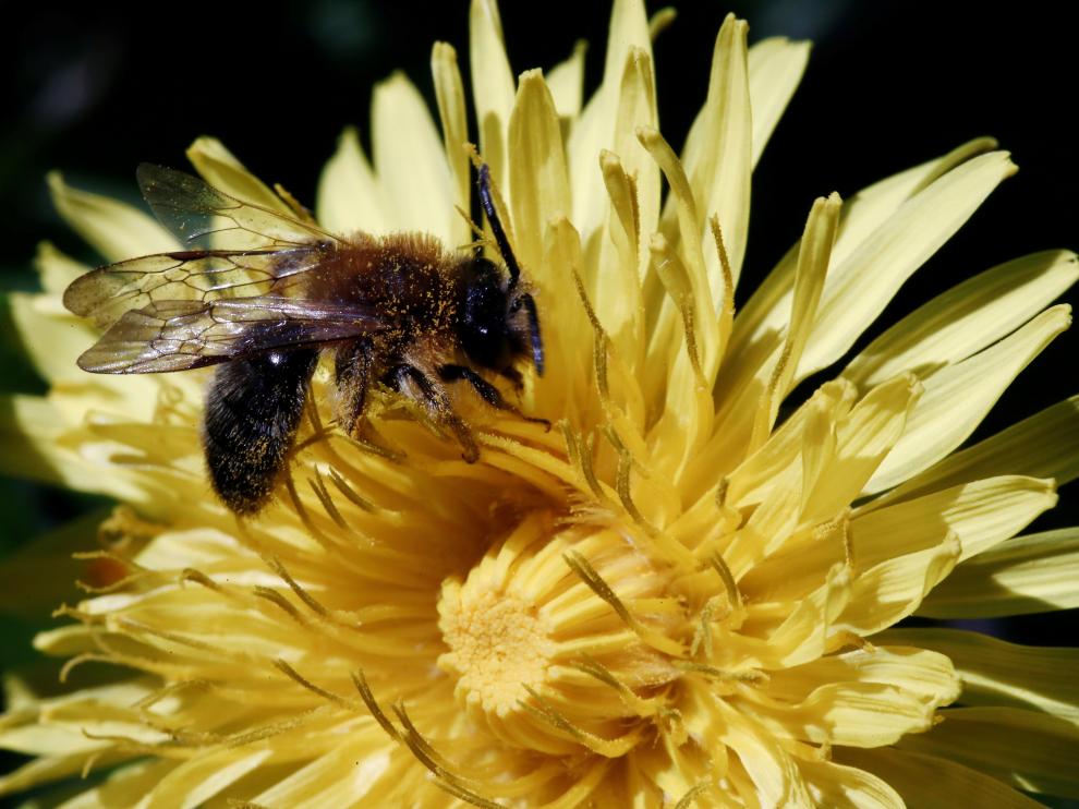 Una abeja poliniza una flor en Pamplona.