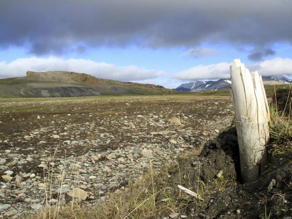 Colmillo de mamut lanudo emergiendo del permafrost en la isla central de Wrangel, situada en el noreste de Siberia.