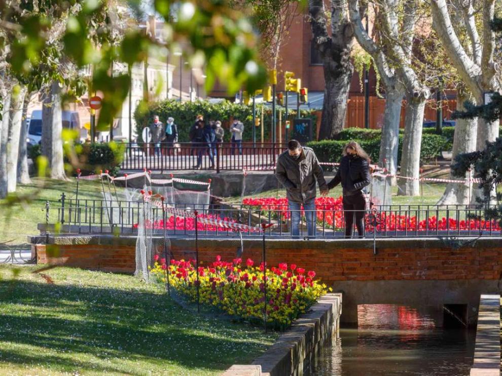 La alfombra de tulipanes, narcisos y azafranes del Parque Grande José Antonio Labordeta se ha convertido en una de las atracciones de la primavera, también en las redes sociales.