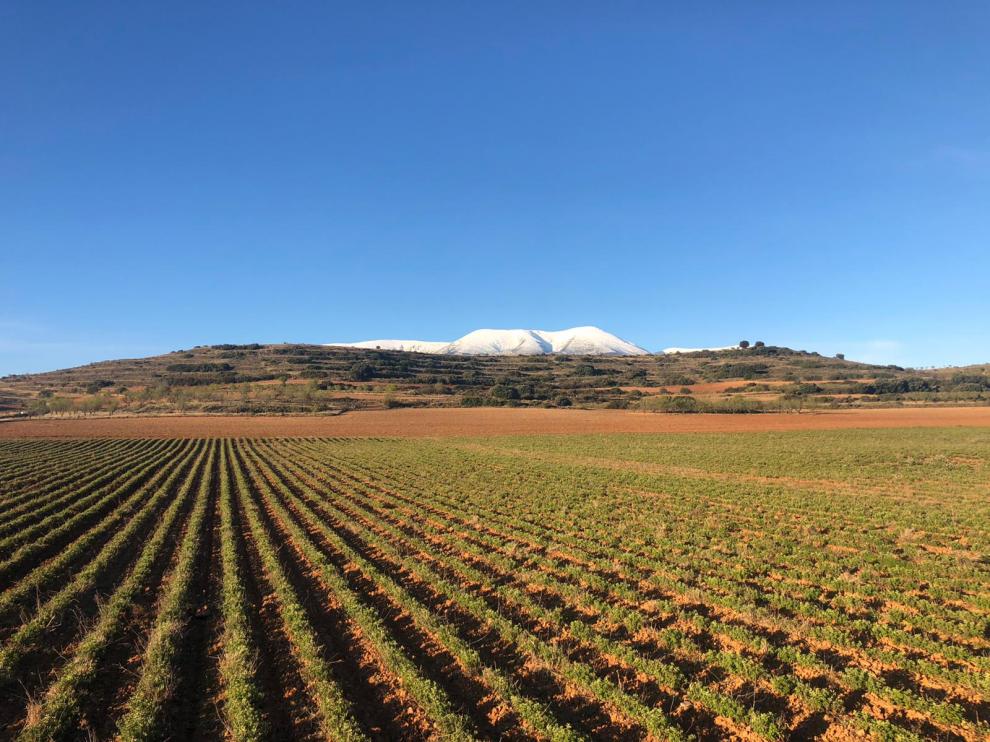 En Aragón hay una veintena de agricultores de aromáticas y un centenar de hectáreas.