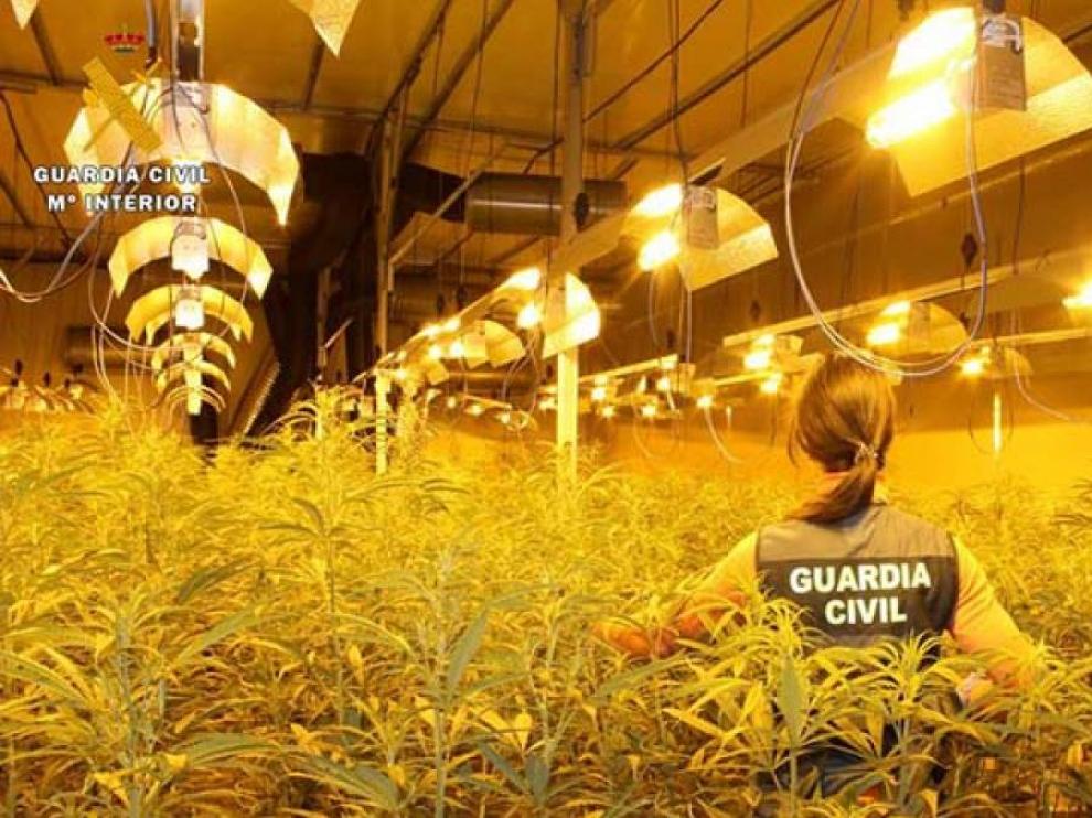 El tamaño de las plantas casi oculta a una agente en una plantación en el Burgo de Ebro.