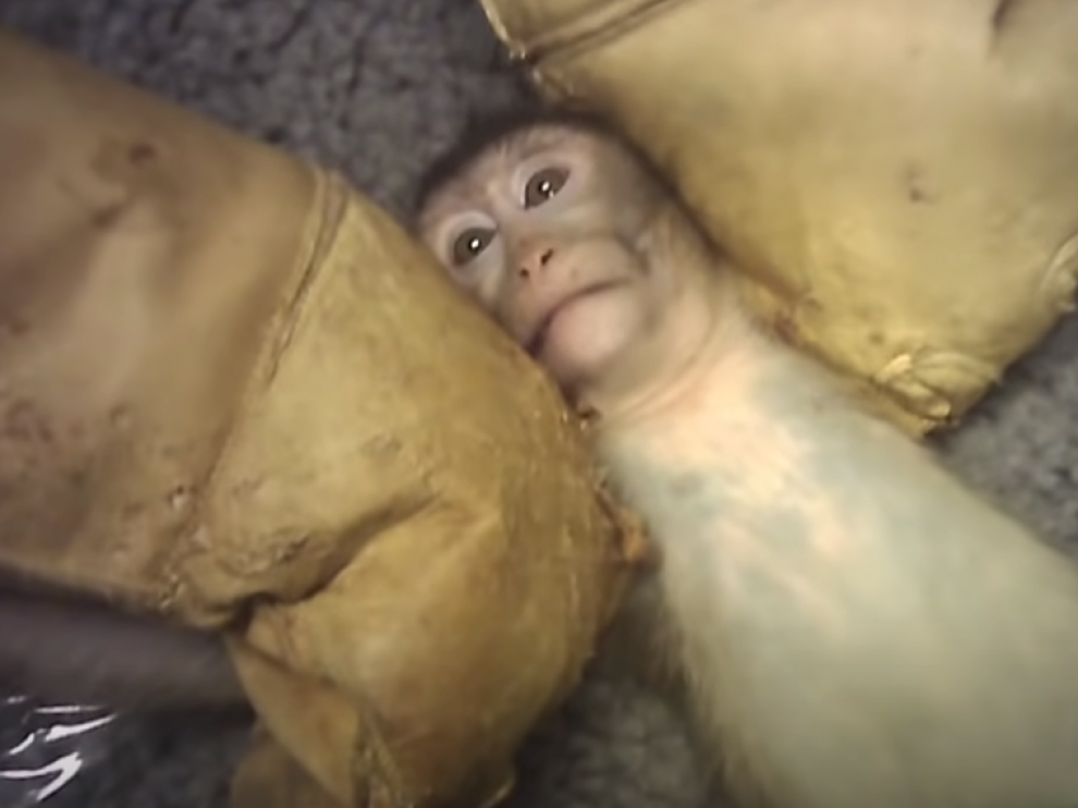Fotograma del vídeo colgado por Cruelty Free