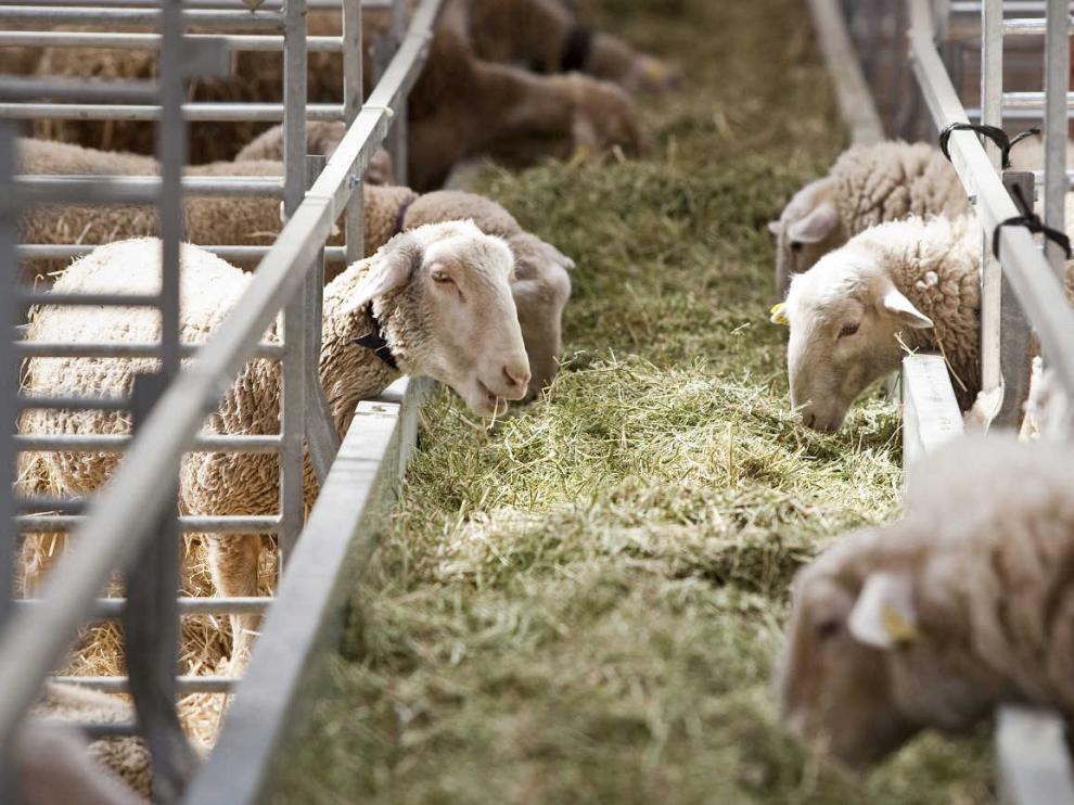 Ovejas en la Feria Internacional de la Maquinaria Agrícola en Zaragoza. FIMA