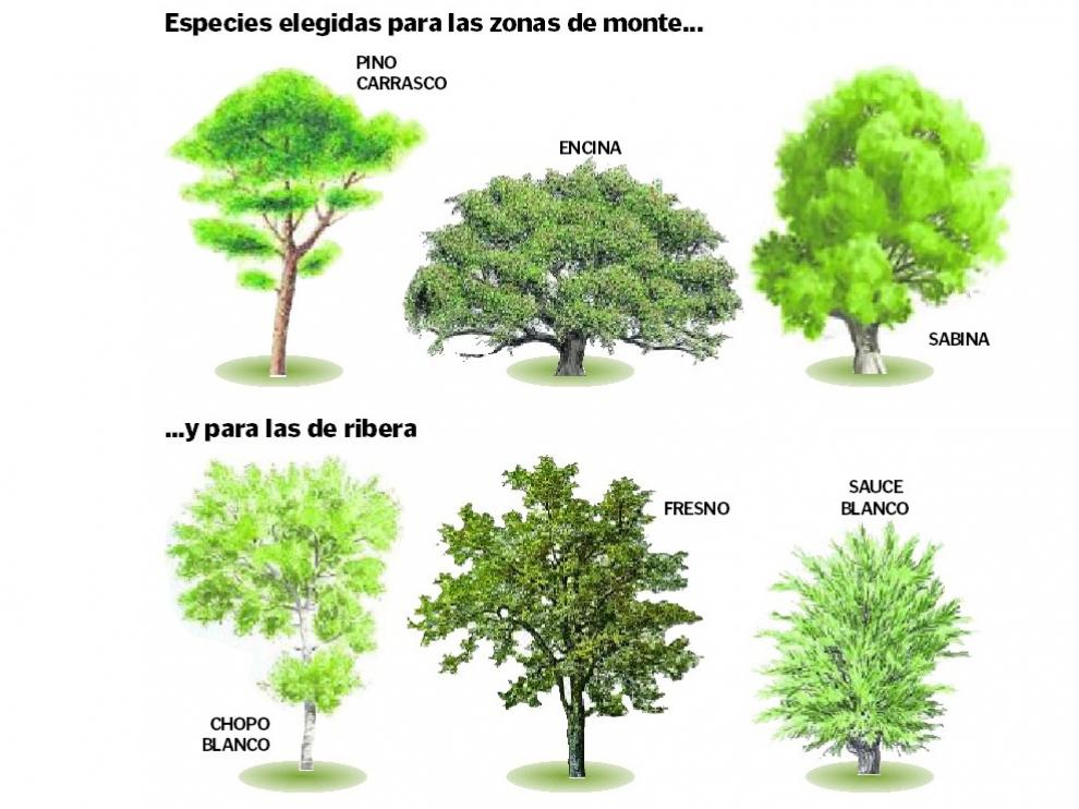 Especies seleccionadas para el proyecto de reforestación.
