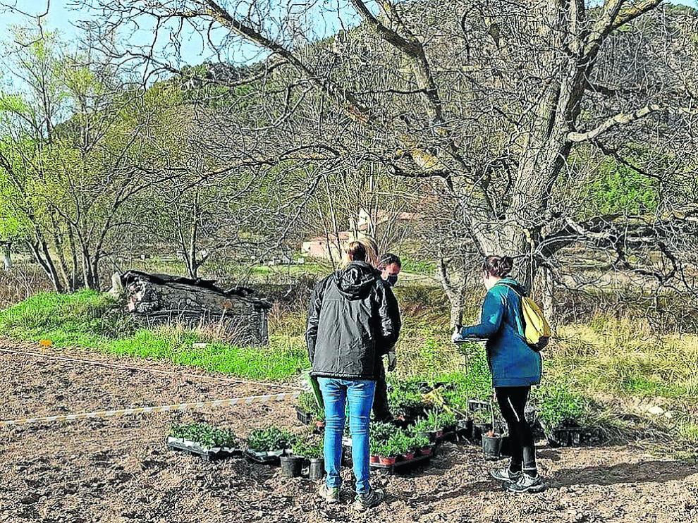 Preparación de la plantación de aromáticas y frutales en la parcela piloto de Montalbán.