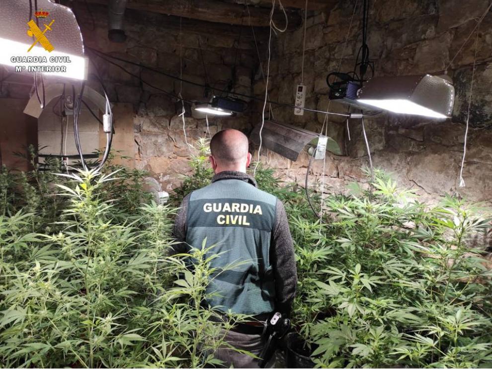 Operación de la Guardia Civil en Nonaspe, donde ha incautado más de 200 plantas de marihuana.