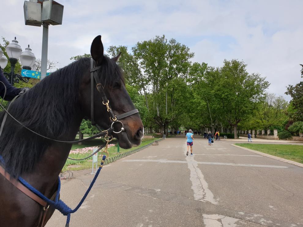 La Unidad de Caballería de la Policía de Zaragoza por el Parque Grande José Antonio Labordeta.