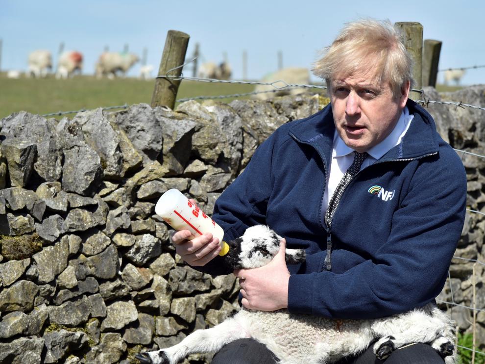 Boris Johnson alimenta a un cordero durante una visita a la granja Moor en Stoney Middleton dentro de la campaña electoral.