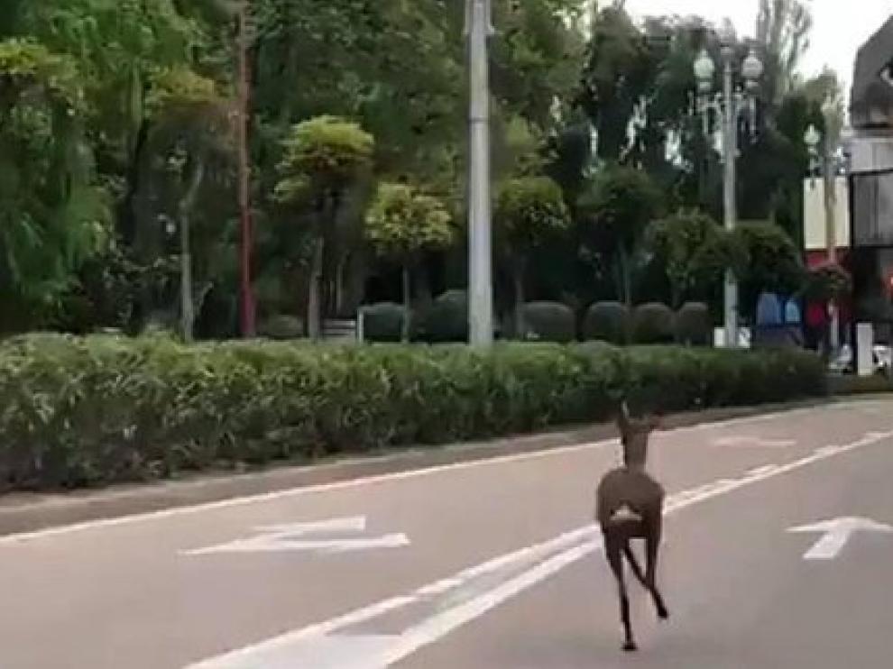 El corzo corriendo entre los coches en Valladolid