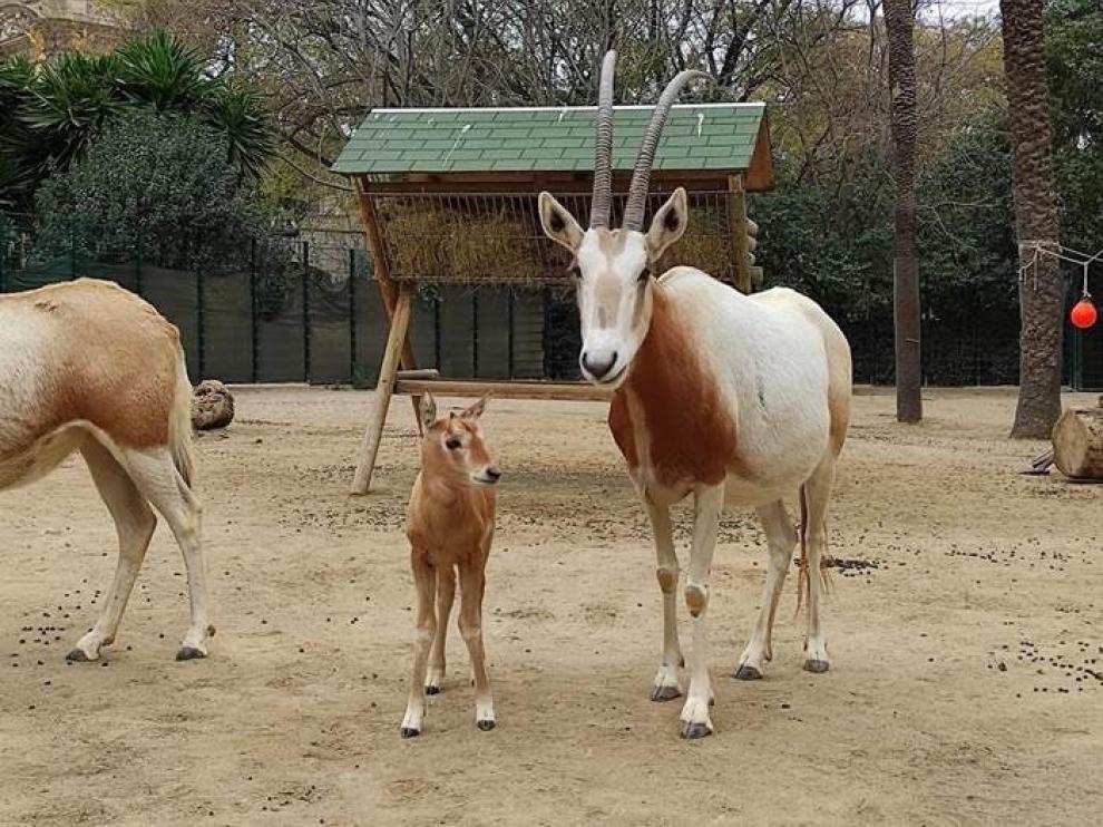 Tumbuctú, cría de oryx blanco recién nacida en el Zoo de Barcelona.