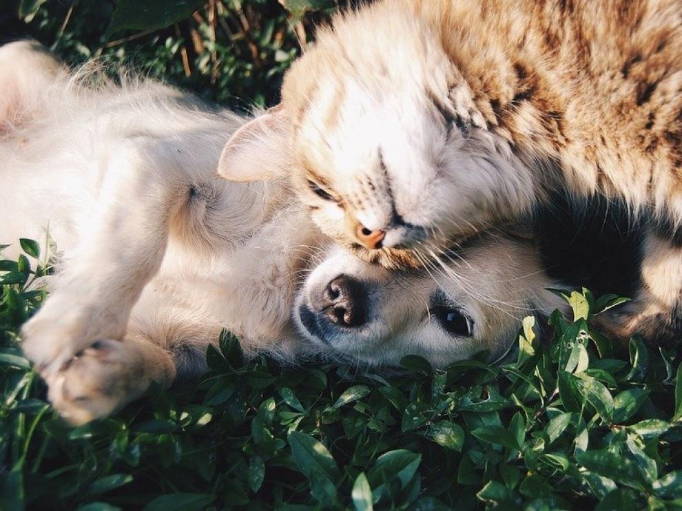 Un gato y un perro muy amigos.