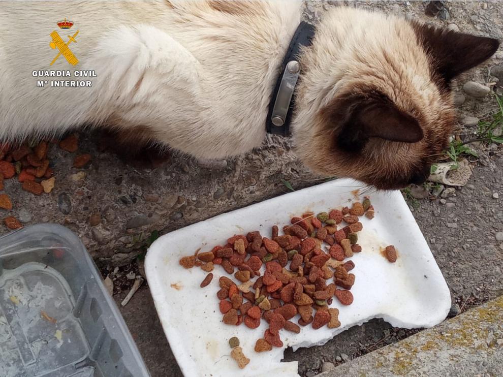 Gato abandonado en la calle de Zuera