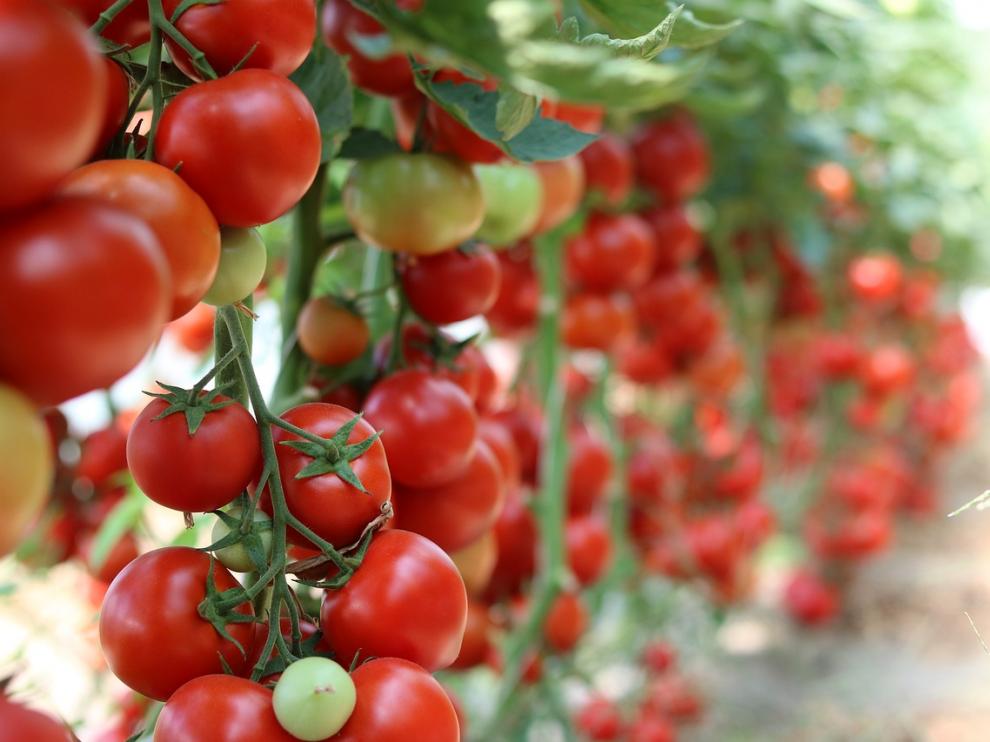 Tomates.