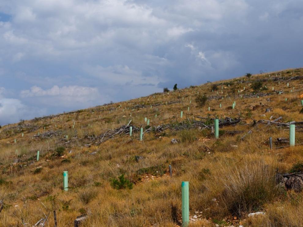Reforestación en los montes de La Zoma afectados por el incendio de 2009.