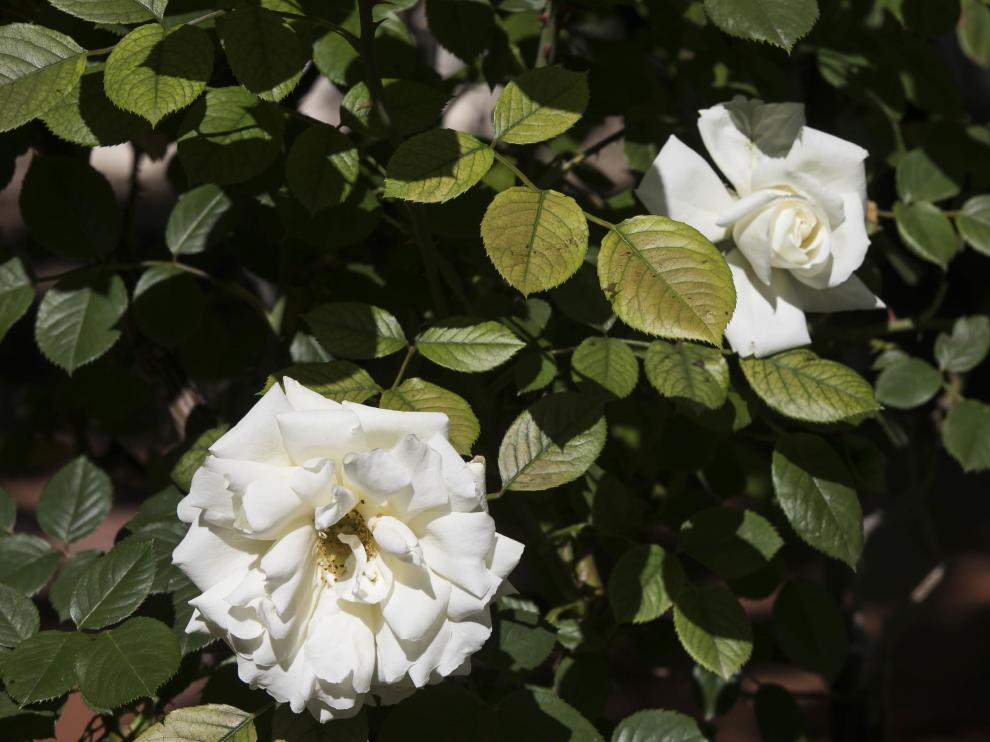 Rosas en el Jardín de la Media Legua.