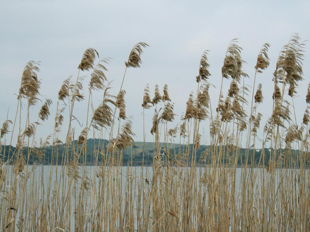 Laguna de Medina (Jerez de la Frontera, Cádiz).