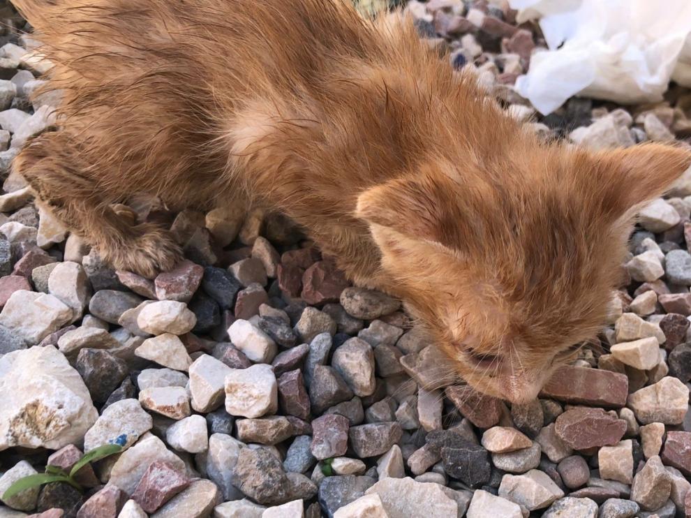 Uno de los gatos rescatados