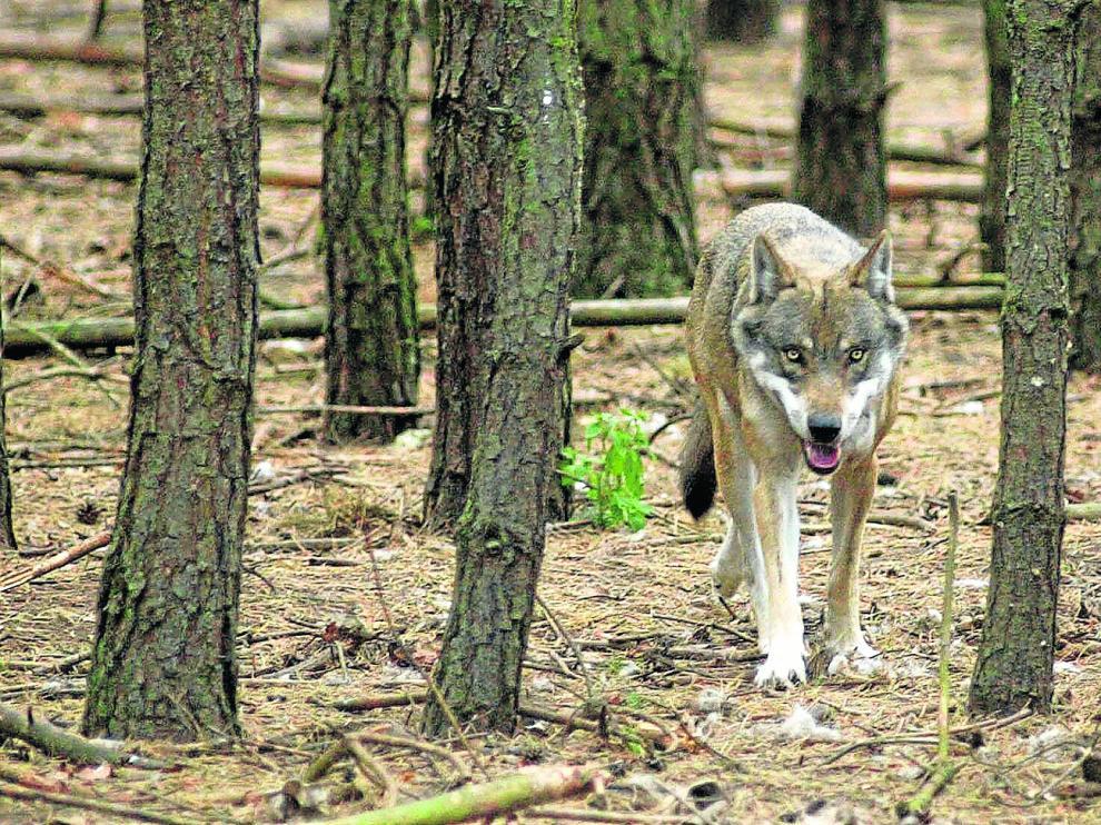 La presencia del lobo inquieta a los ganaderos aragoneses.