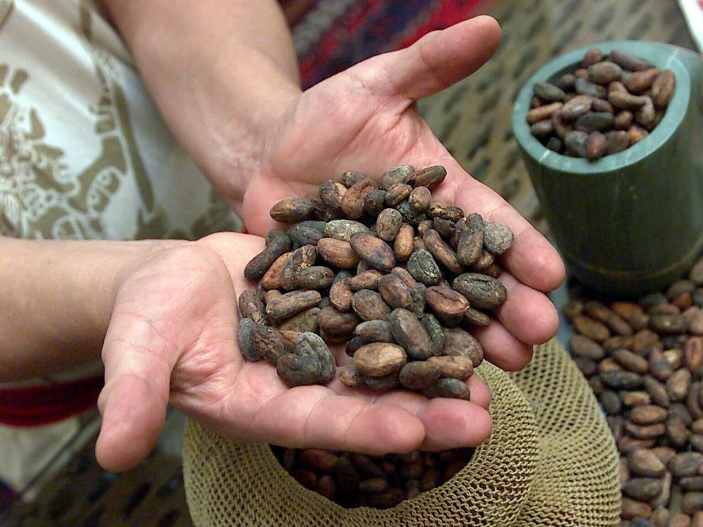 Dentro de cada fruto del árbol del cacao, se acumulan entre 30 y 40 semillas o granos.