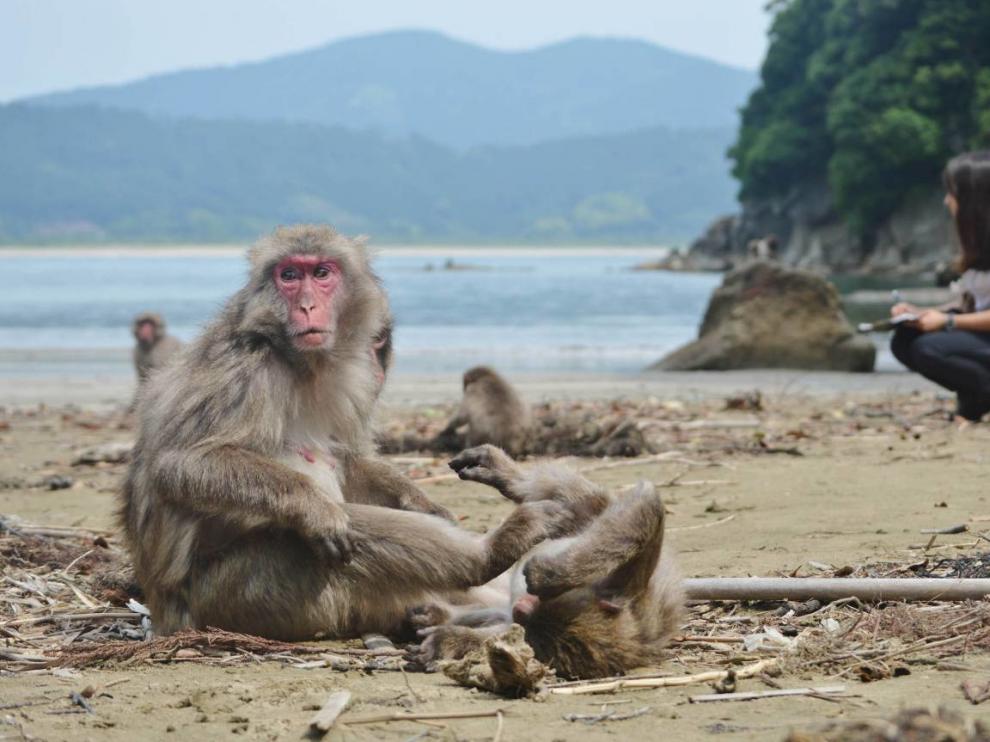 La doctora por la CEU UCH Alba Castellano, durante los experimentos con macacos japoneses en la isla japonesa de Koshima.