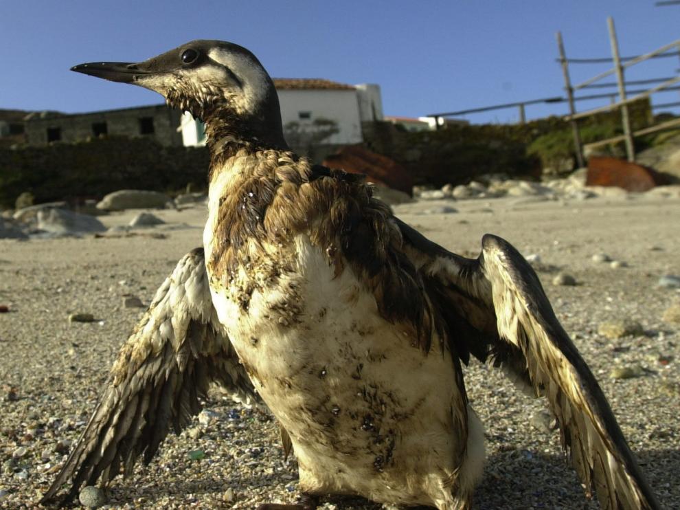 Una ave marina manchada con petróleo.