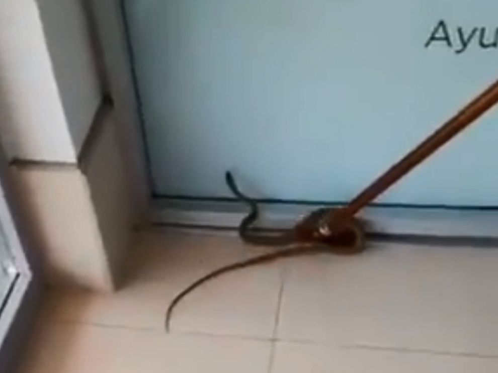 Un anciano captura una culebra con su bastón en una residencia de Casetas.