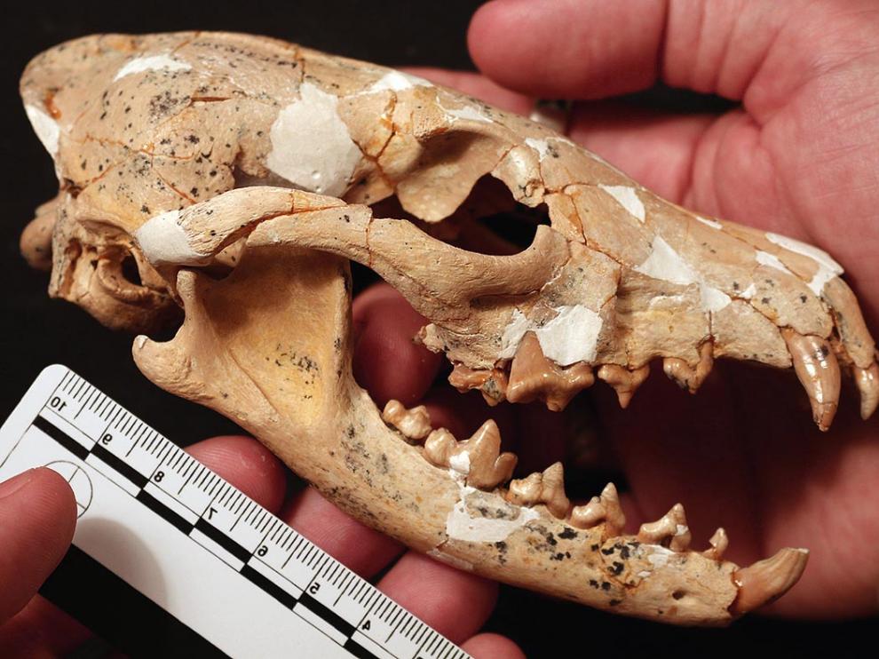 Eucyon Khoikhoi skull.