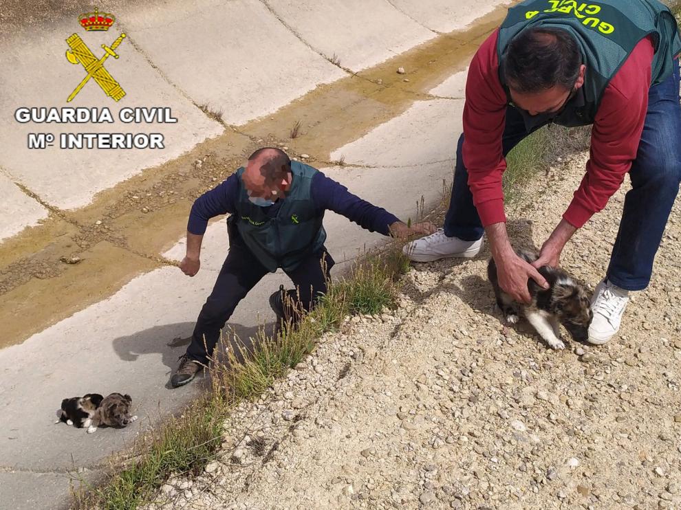 Un guardia civil rescata a los perros atrapados en el canal de la Estanca de Alcañiz.