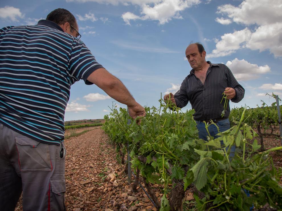 Los hermanos García, viticultores de Paniza, visitando ayer los viñedos para evaluar los daños. macipe