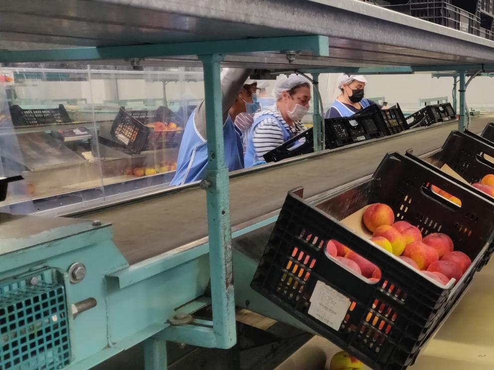 Trabajadores clasificando fruta en uno de los almacenes del grupo Casas en Fraga.