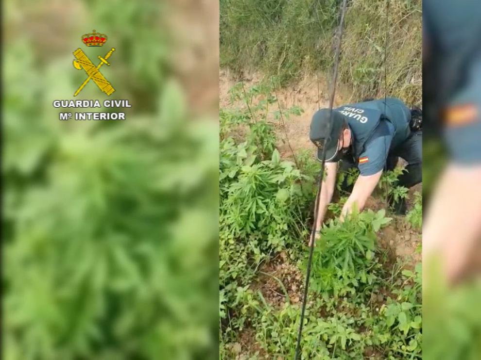 Huerto intervenido por la Guardia Civil con plantas de marihuana