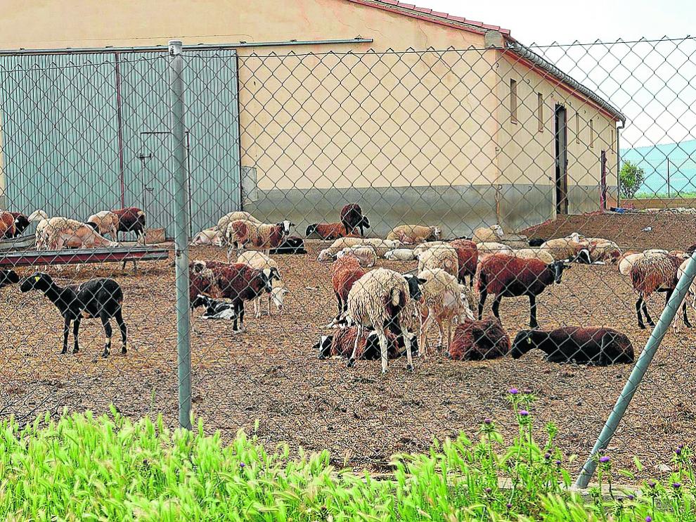 Una explotación de ganado ovino en La Puebla de Valverde