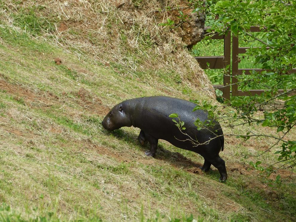 La hipopótama Moyamba, en el Parque de Cabárceno (Cantabria).