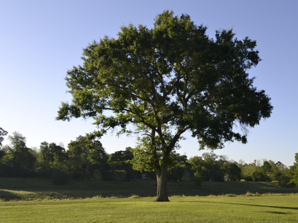 Cartas al director de HERALDO: 'En el Día Mundial del Árbol' | Opinión |  Heraldo