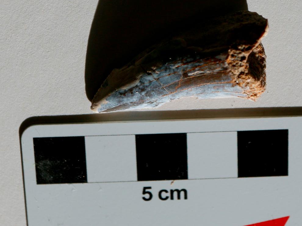 Diente de tiburón encontrado, por pura casualidad, en un afloramiento de Sobrarbe y depositado en el Museo de Ciencias Naturales de la Universidad de Zaragoza.