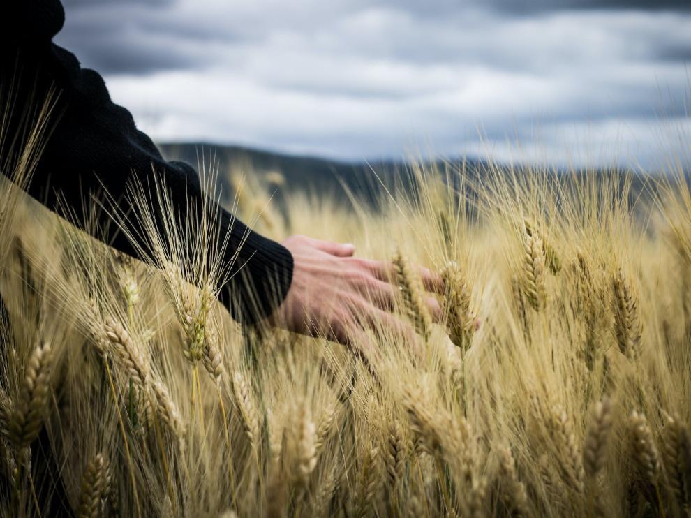 Los ingenieros agrónomos son profesionales multidisciplinares muy demandados en toda la cadena del sector agroalimentario.