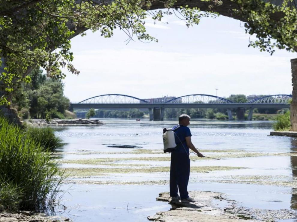 Trabajos para la prevención de la mosca negra en el Ebro, a su paso por Zaragoza.