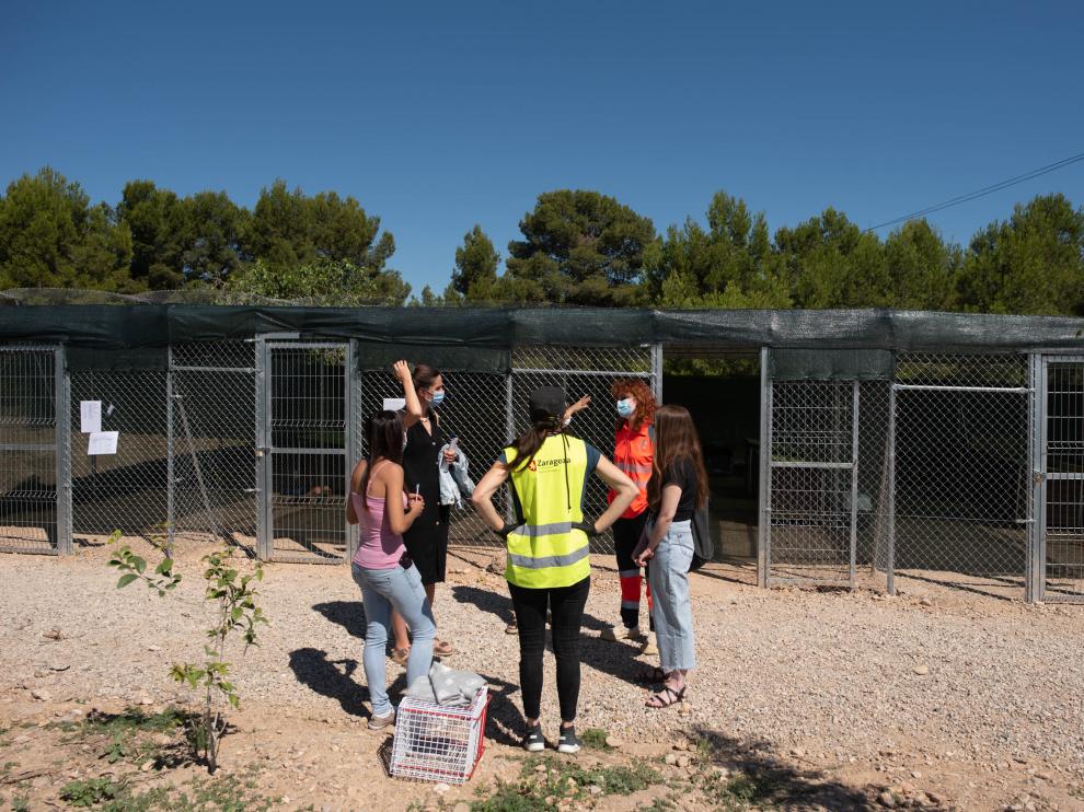 Traslado de gatos a las colonias felinas de El Guano, en Zaragoza