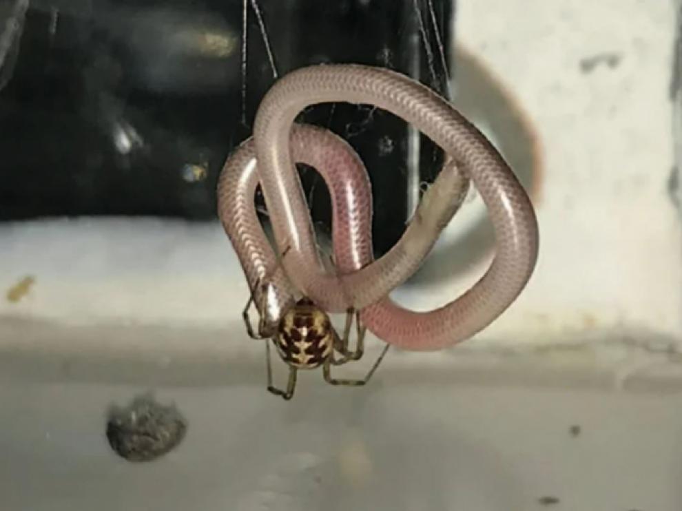 Una araña a punto de comerse a una serpiente.