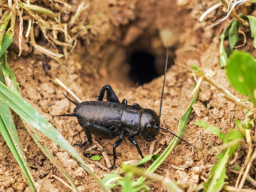 'Plaga posmoderna'
