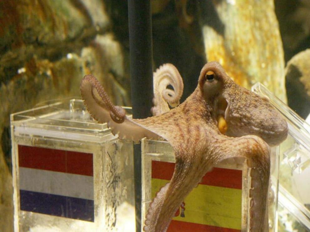 El pulpo Paul predijo la victoria de España sobre Holanda en el Mundial de 2010.