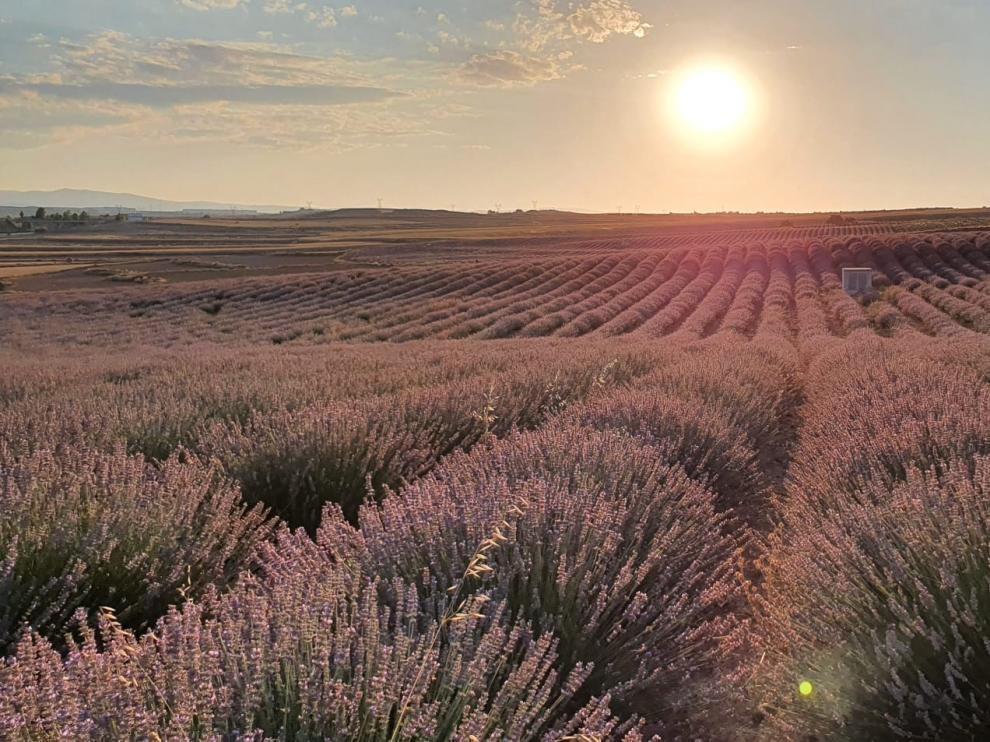 Campo de Lavanda.