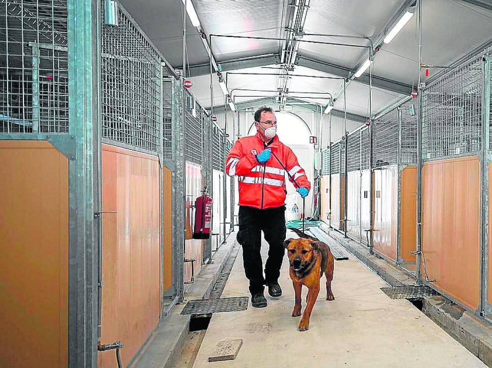 Un trabajador municipal conduce a un perro en las instalaciones del CMPA de Empresarium.