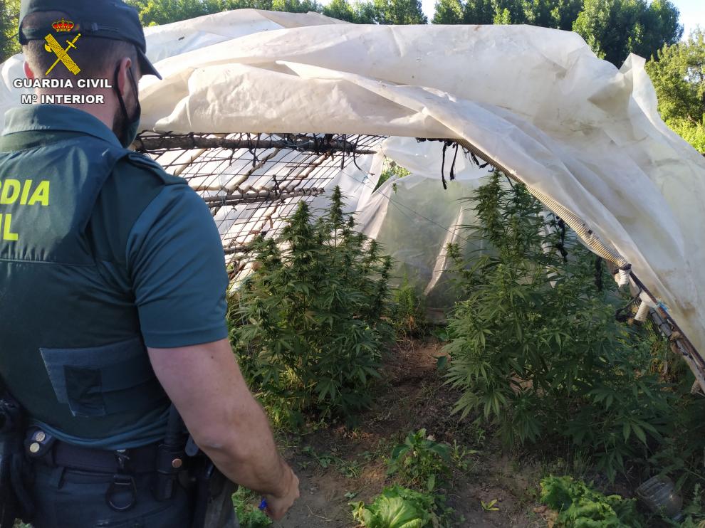 Cultivo de marihuana en Calomarde